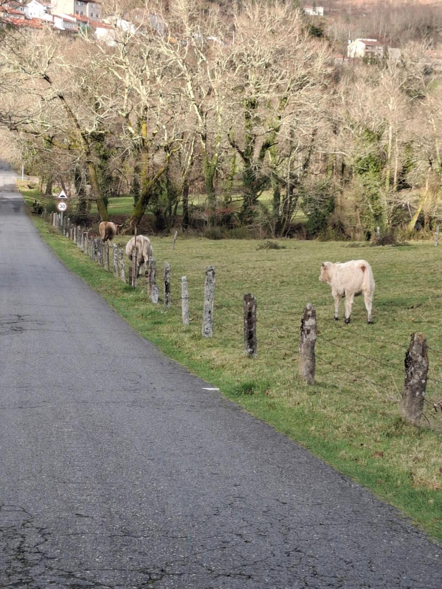 Vive Una Escapada Rural Con Alma, Cerca De Todo Y Lejos Del Ruido Pontevedra Eksteriør billede